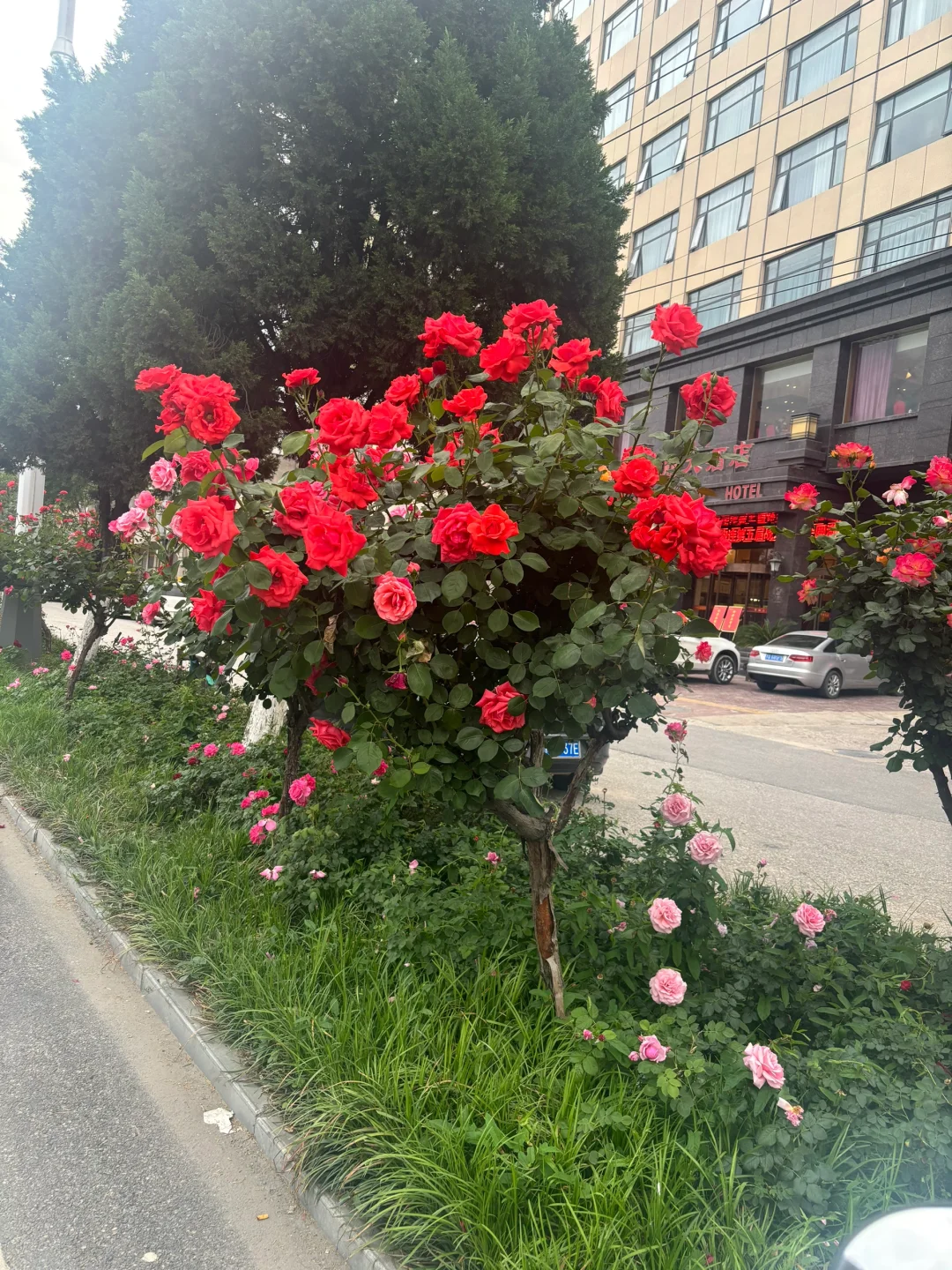 真的很佩服南阳人