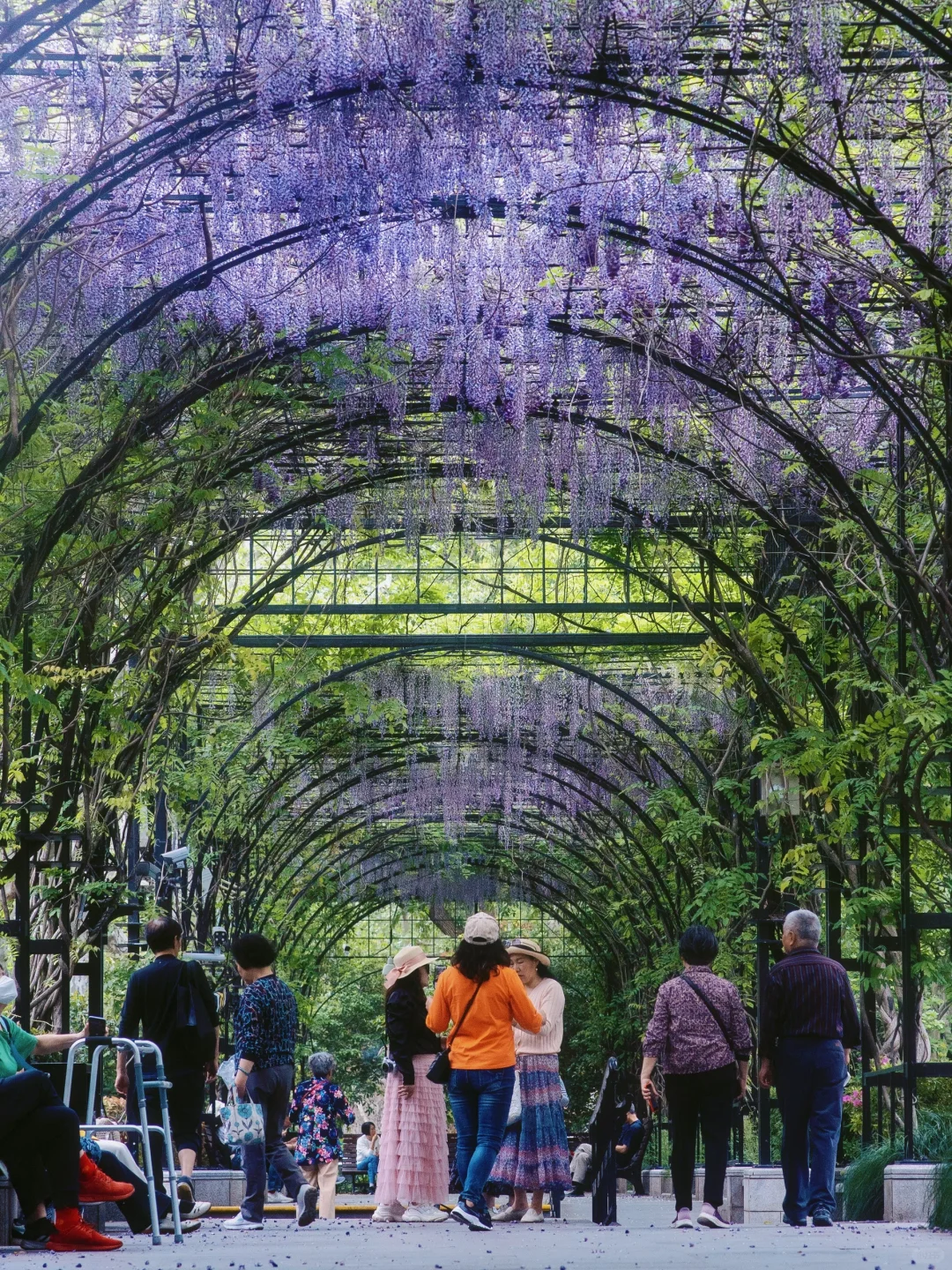 上海市中心的?玫瑰花园即将开启花海模式！！