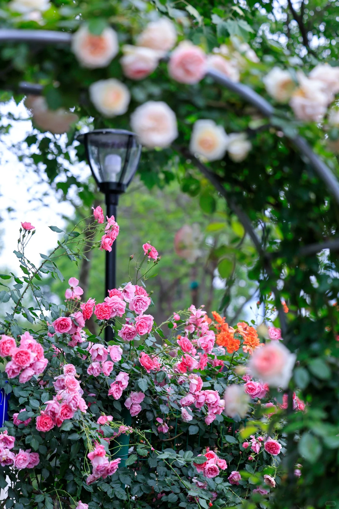 沙湖公园2025世界花园大会｜实地探展攻略