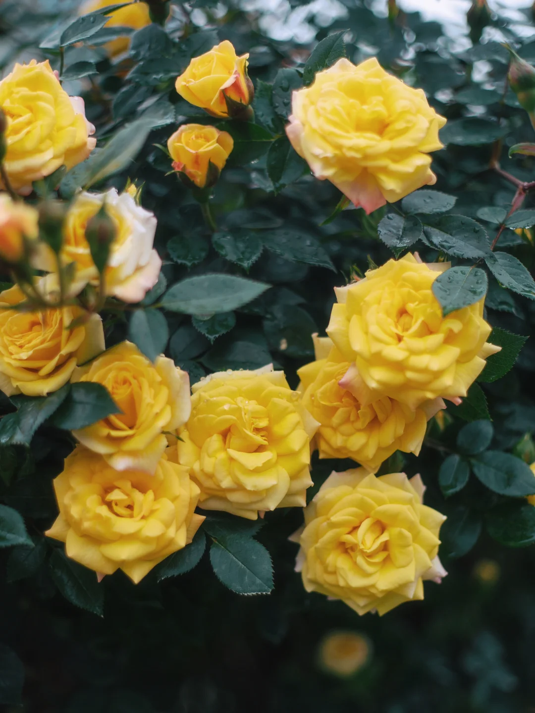 上海市中心的?玫瑰花园即将开启花海模式！！