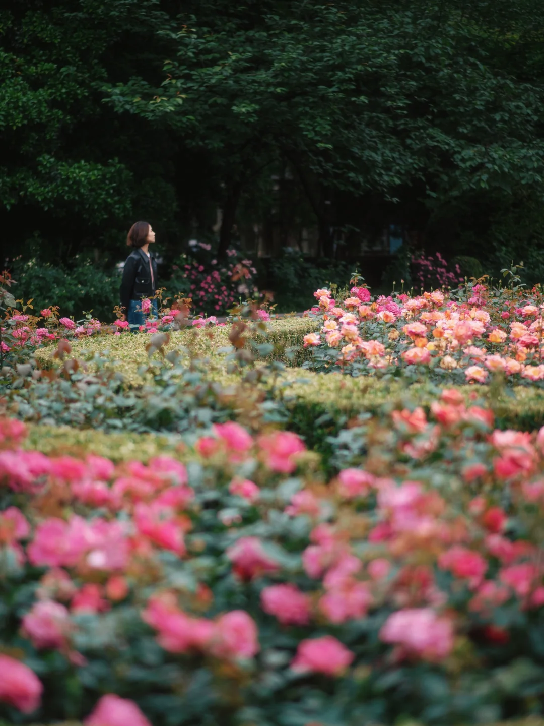 上海市中心的?玫瑰花园即将开启花海模式！！