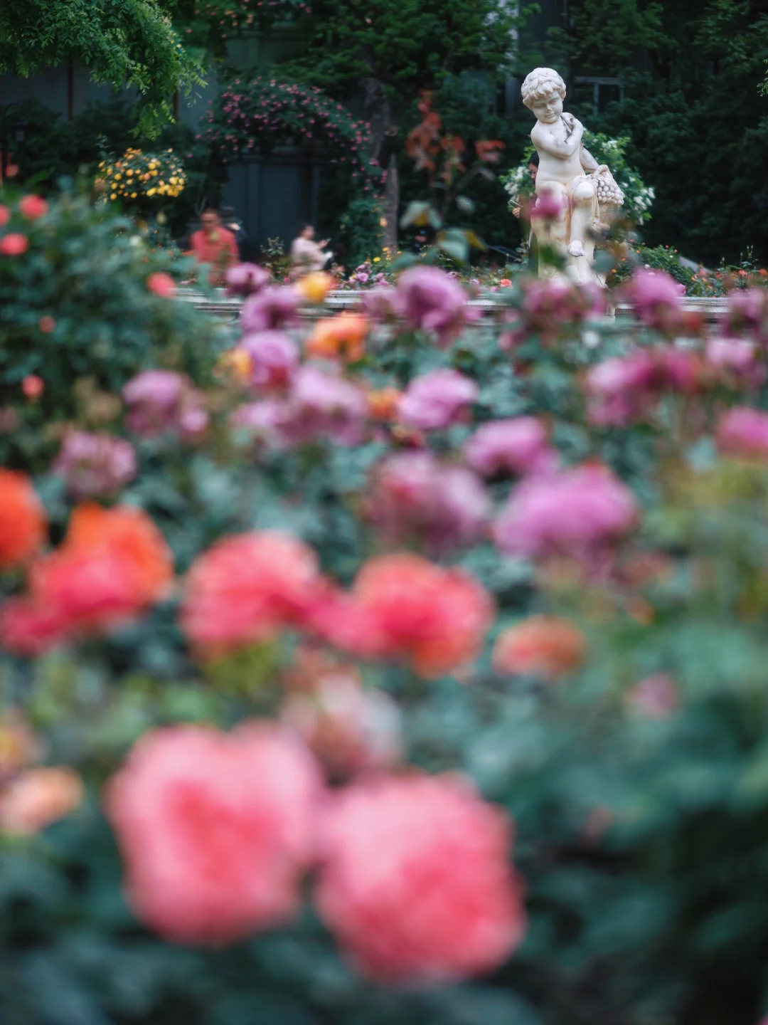 上海市中心的?玫瑰花园即将开启花海模式！！