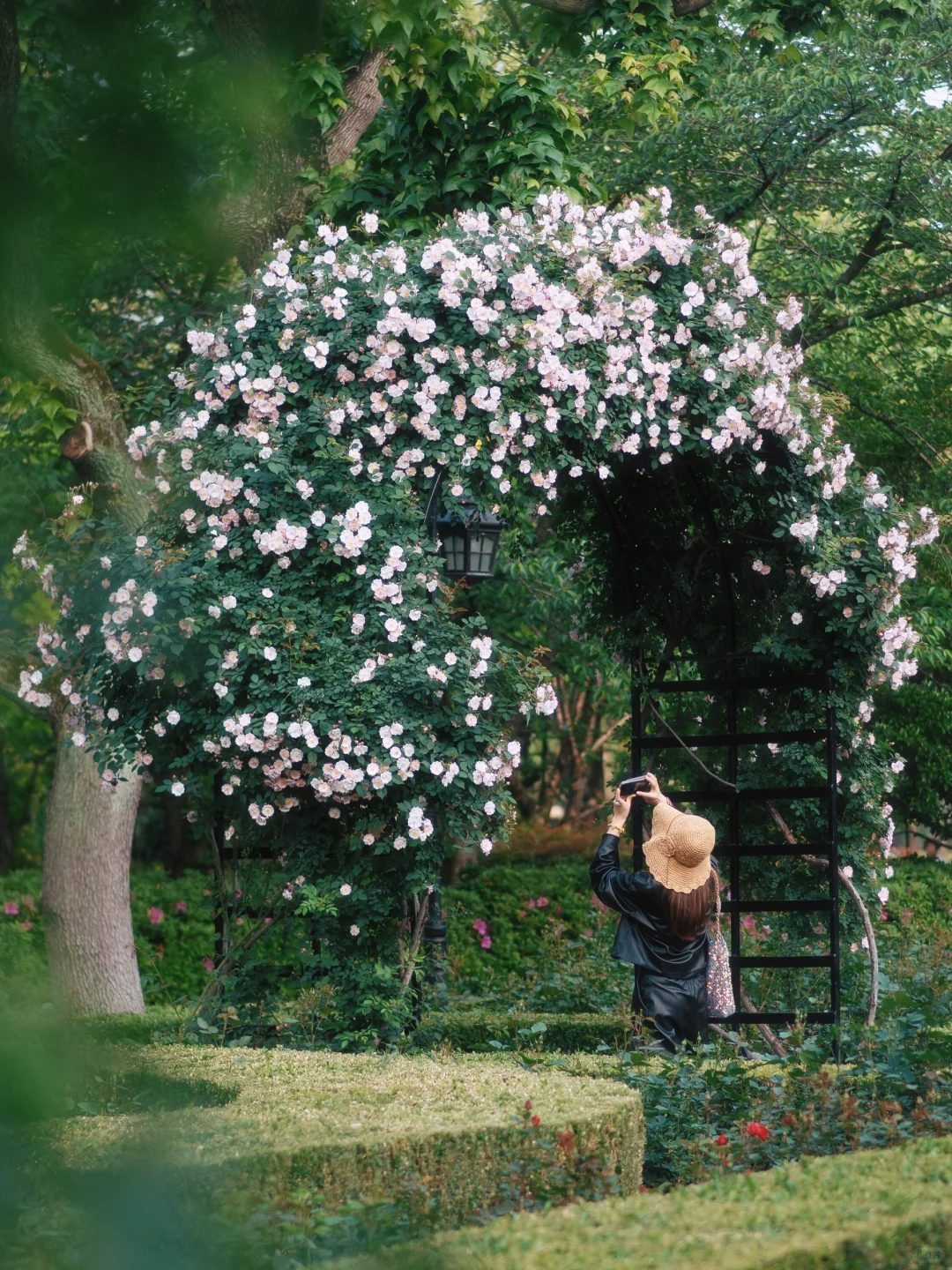 上海市中心的?玫瑰花园即将开启花海模式！！