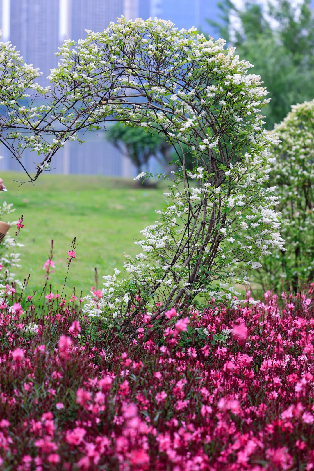 沙湖公园2025世界花园大会｜实地探展攻略