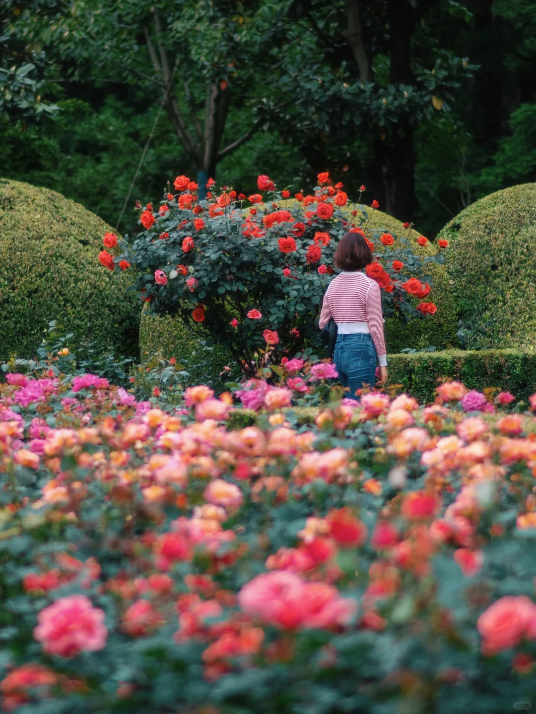 上海市中心的?玫瑰花园即将开启花海模式！！