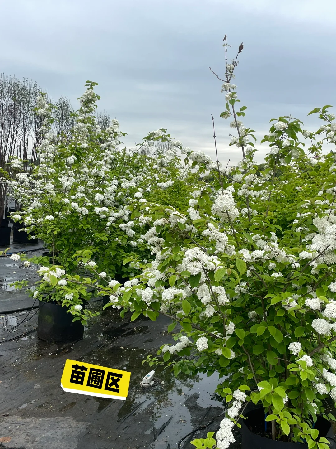 2025海宁世界花园大会｜第一天人就爆满了