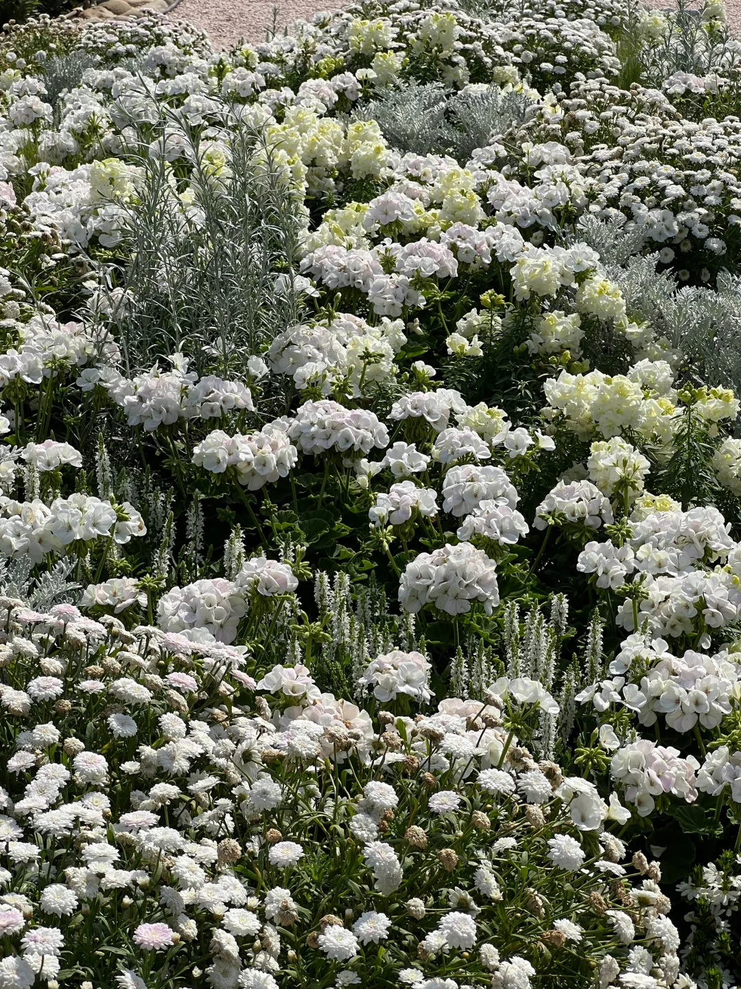 上海市中心的?玫瑰花园即将开启花海模式！！
