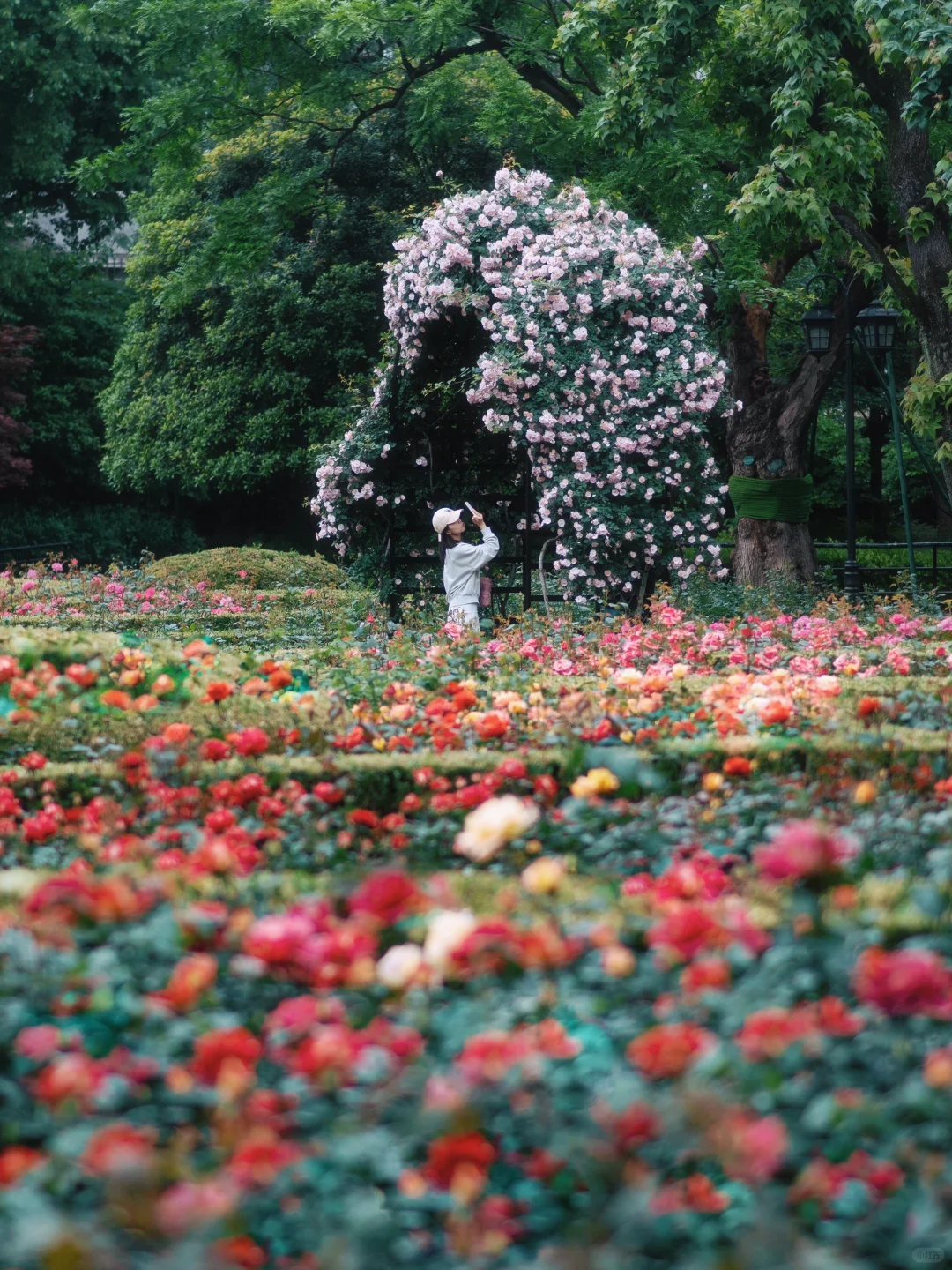 上海市中心的?玫瑰花园即将开启花海模式！！