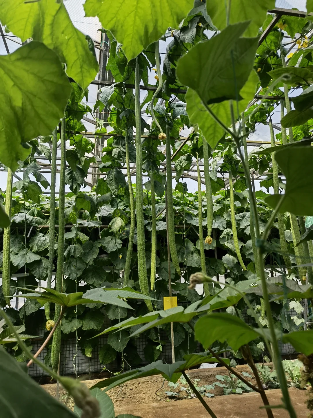 潍坊寿光蔬菜博览会—济南周边溜娃