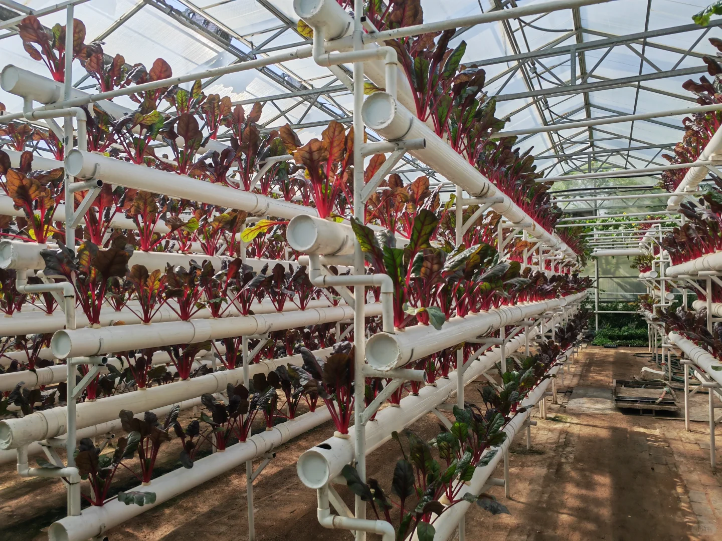 寿光国际蔬菜博览会