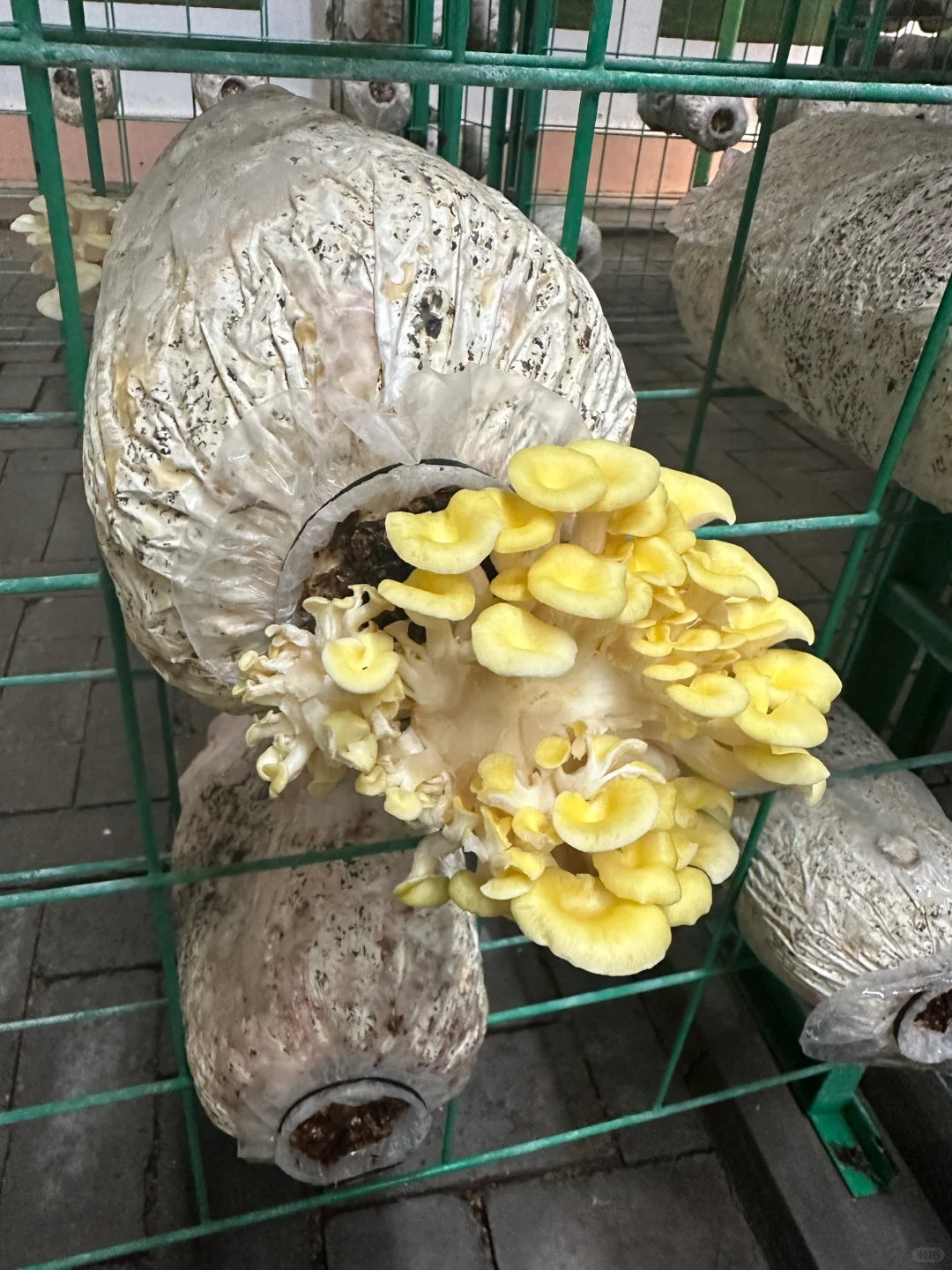 十个勤天你们真的不来寿光菜博会看看么??