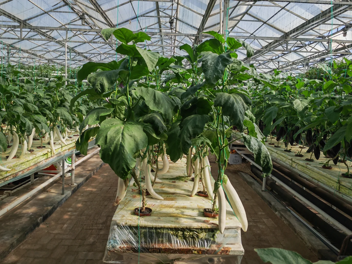 寿光国际蔬菜博览会