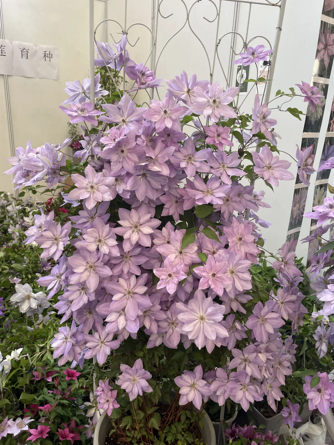 打卡海宁花园大会?