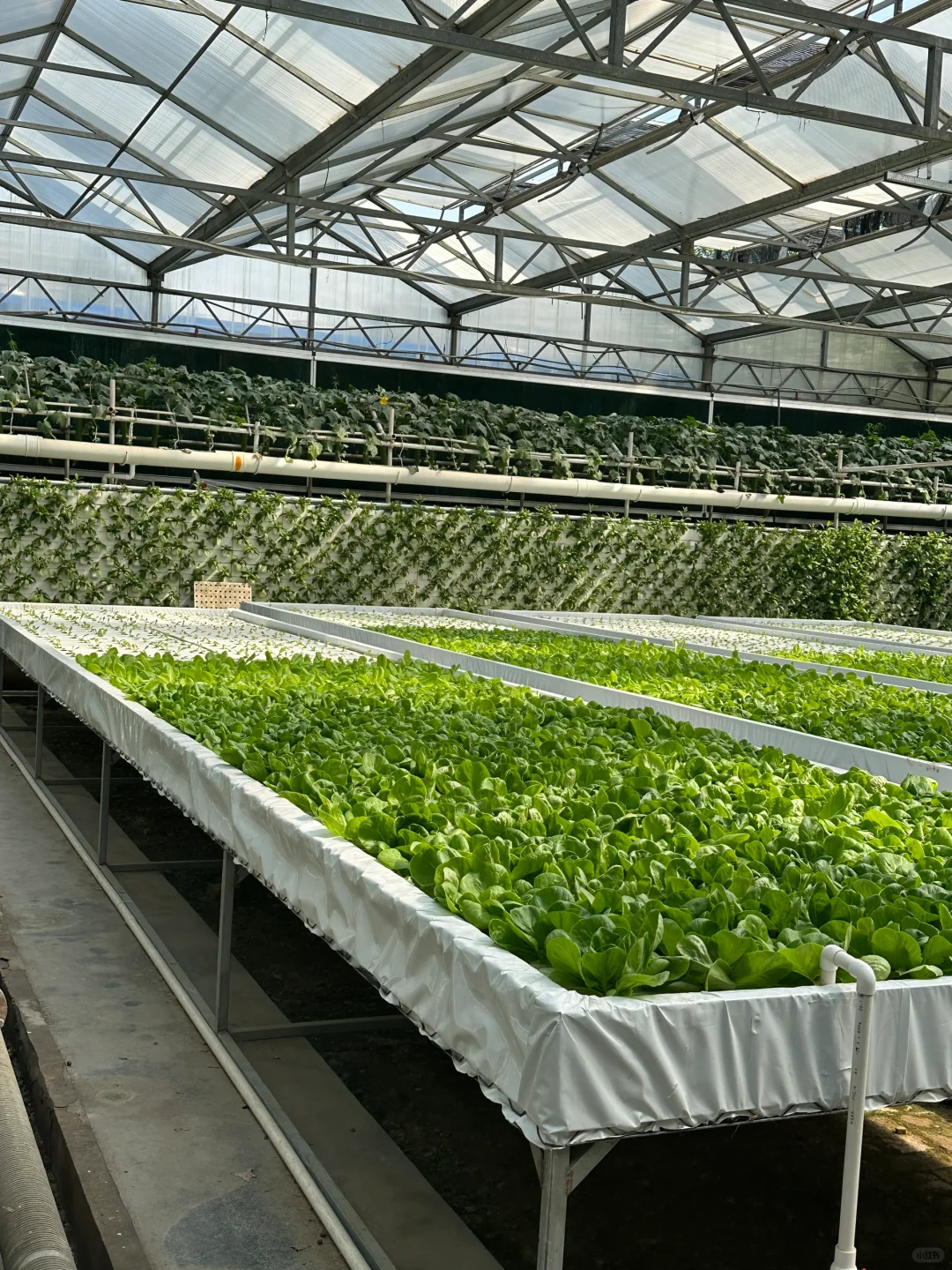 十个勤天你们真的不来寿光菜博会看看么??