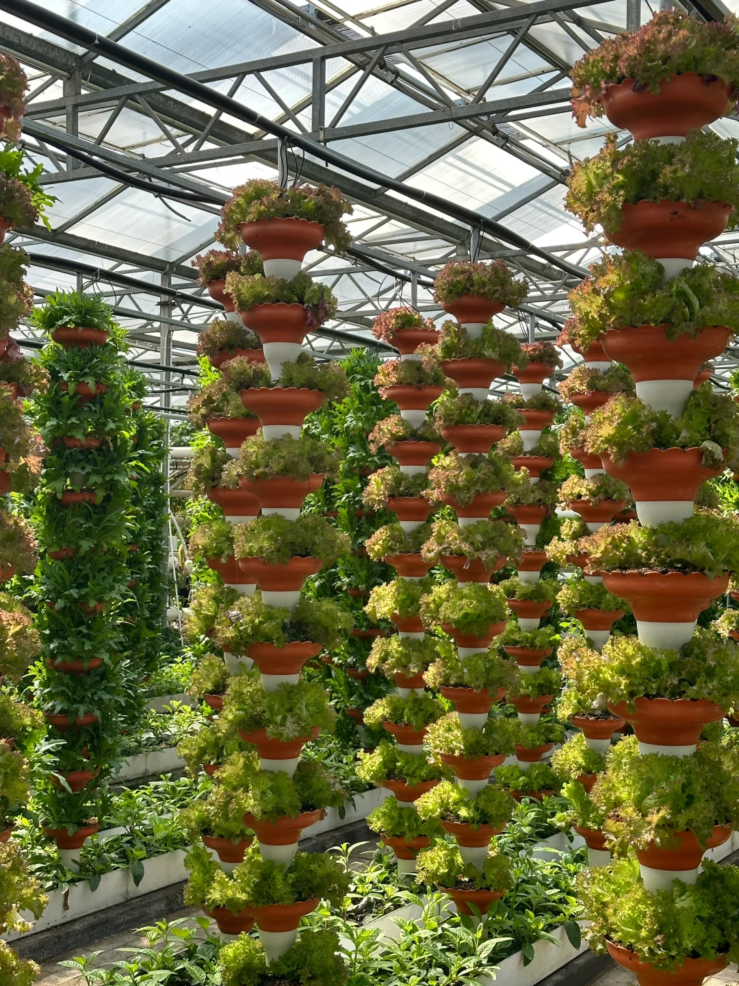 十个勤天你们真的不来寿光菜博会看看么??