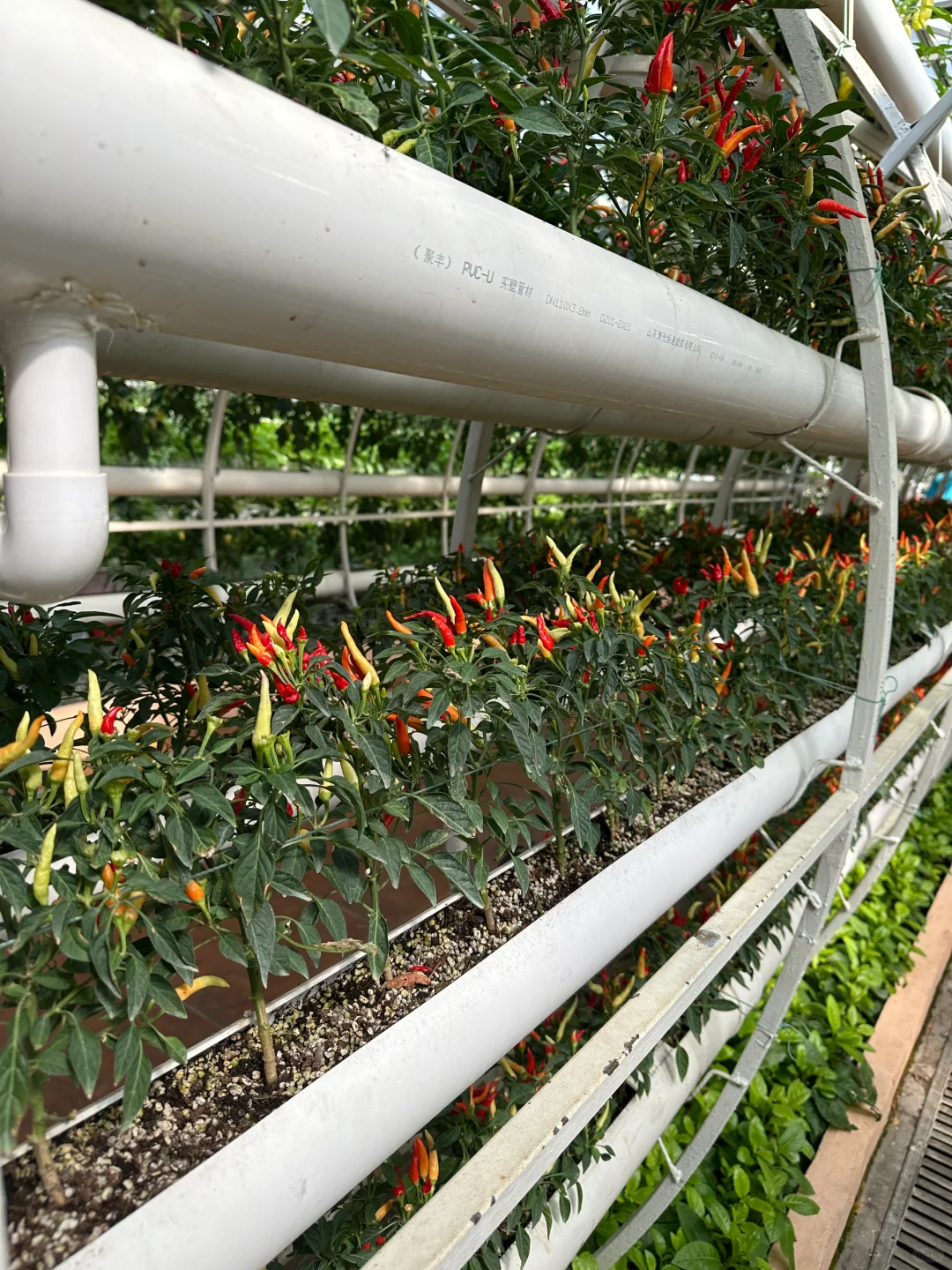 十个勤天你们真的不来寿光菜博会看看么??