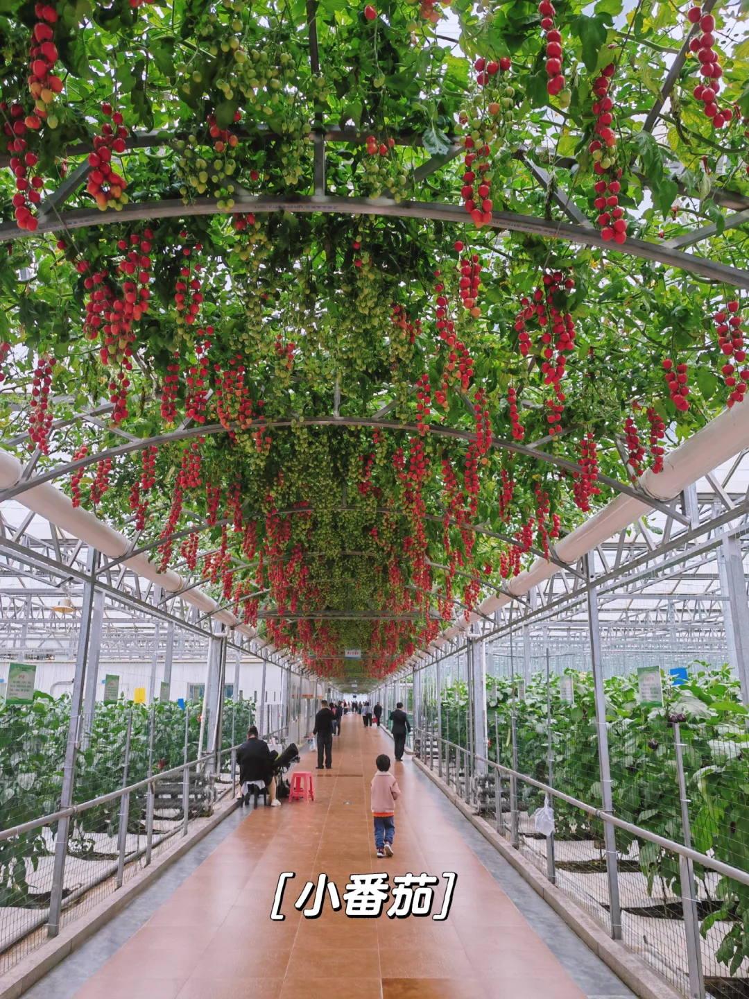 寿光菜博会,我们来啦