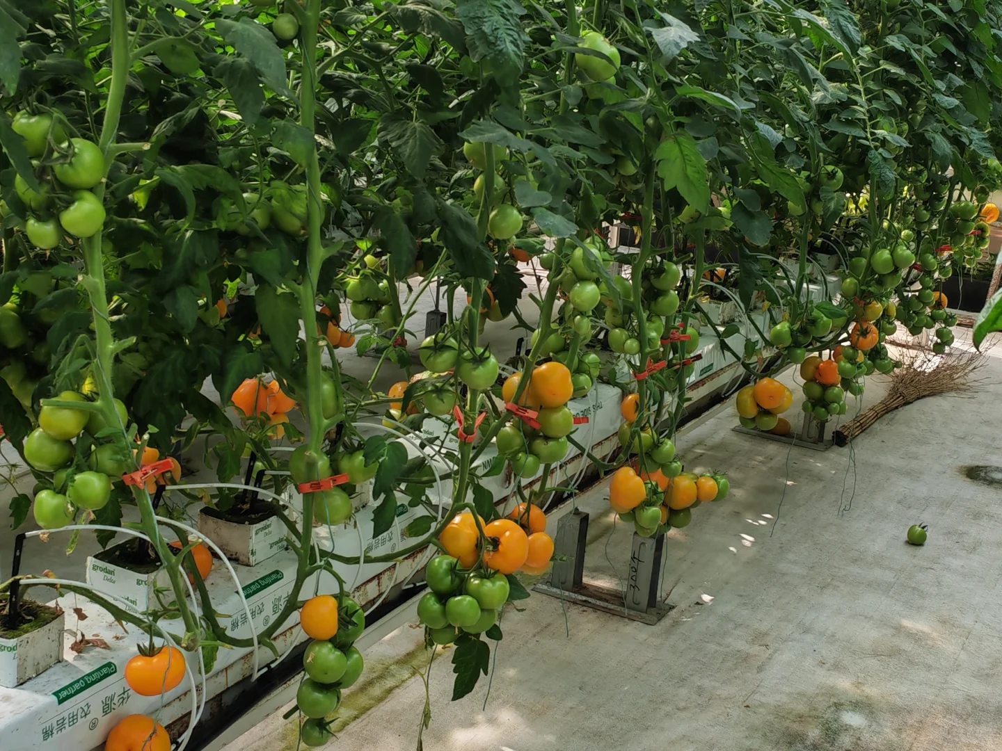 寿光国际蔬菜博览会