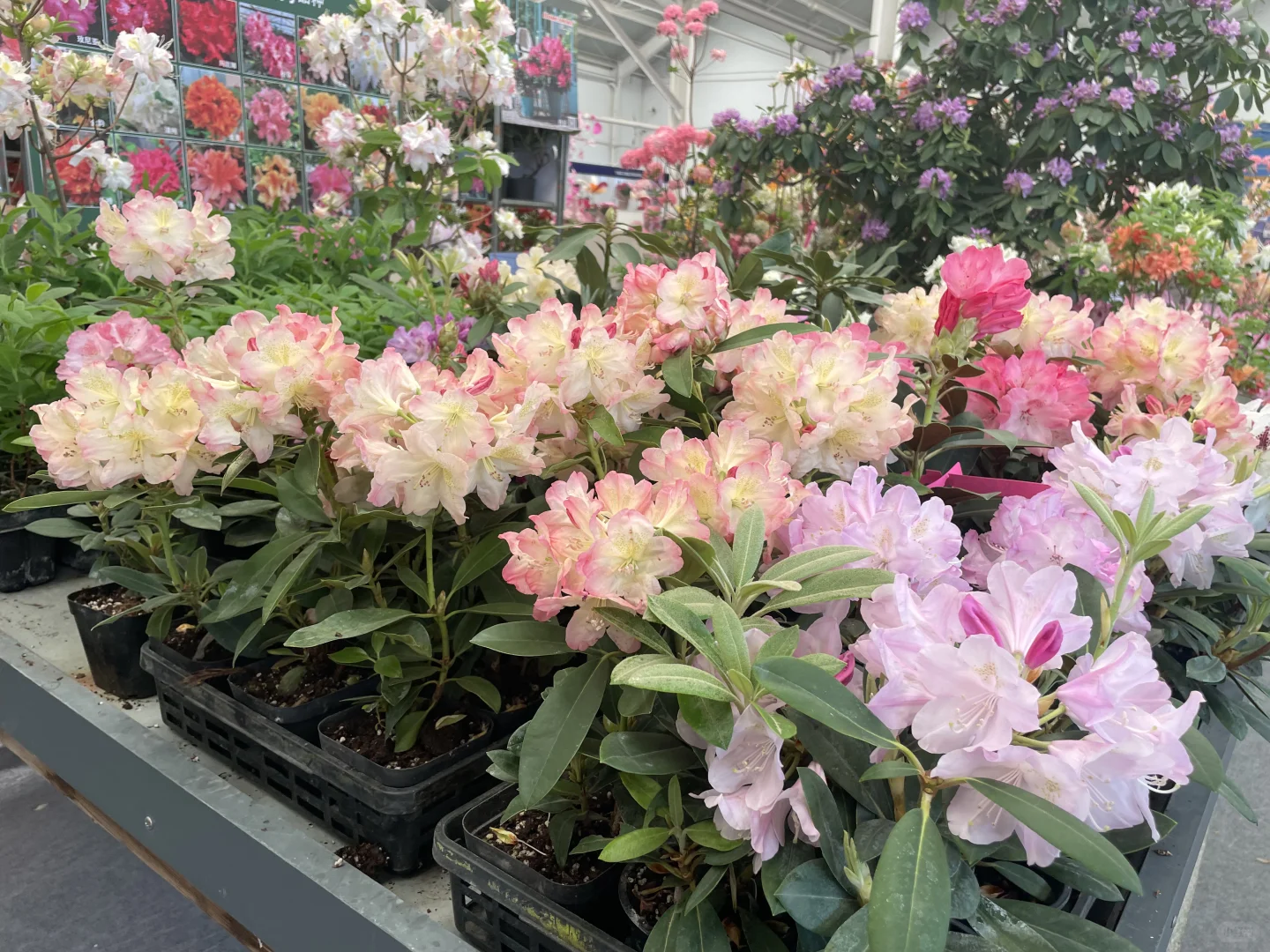 打卡海宁花园大会?