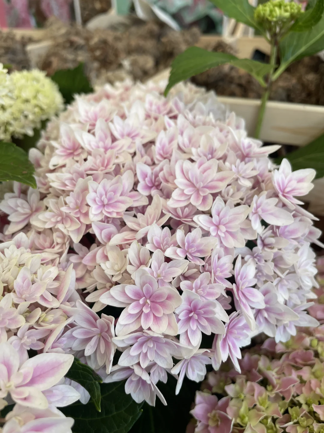 打卡海宁花园大会?