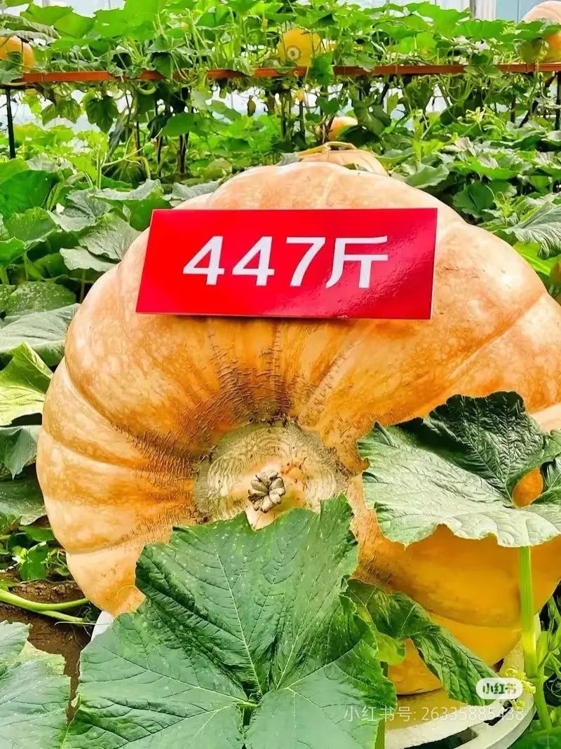 潍坊寿光蔬菜博览会—济南周边溜娃