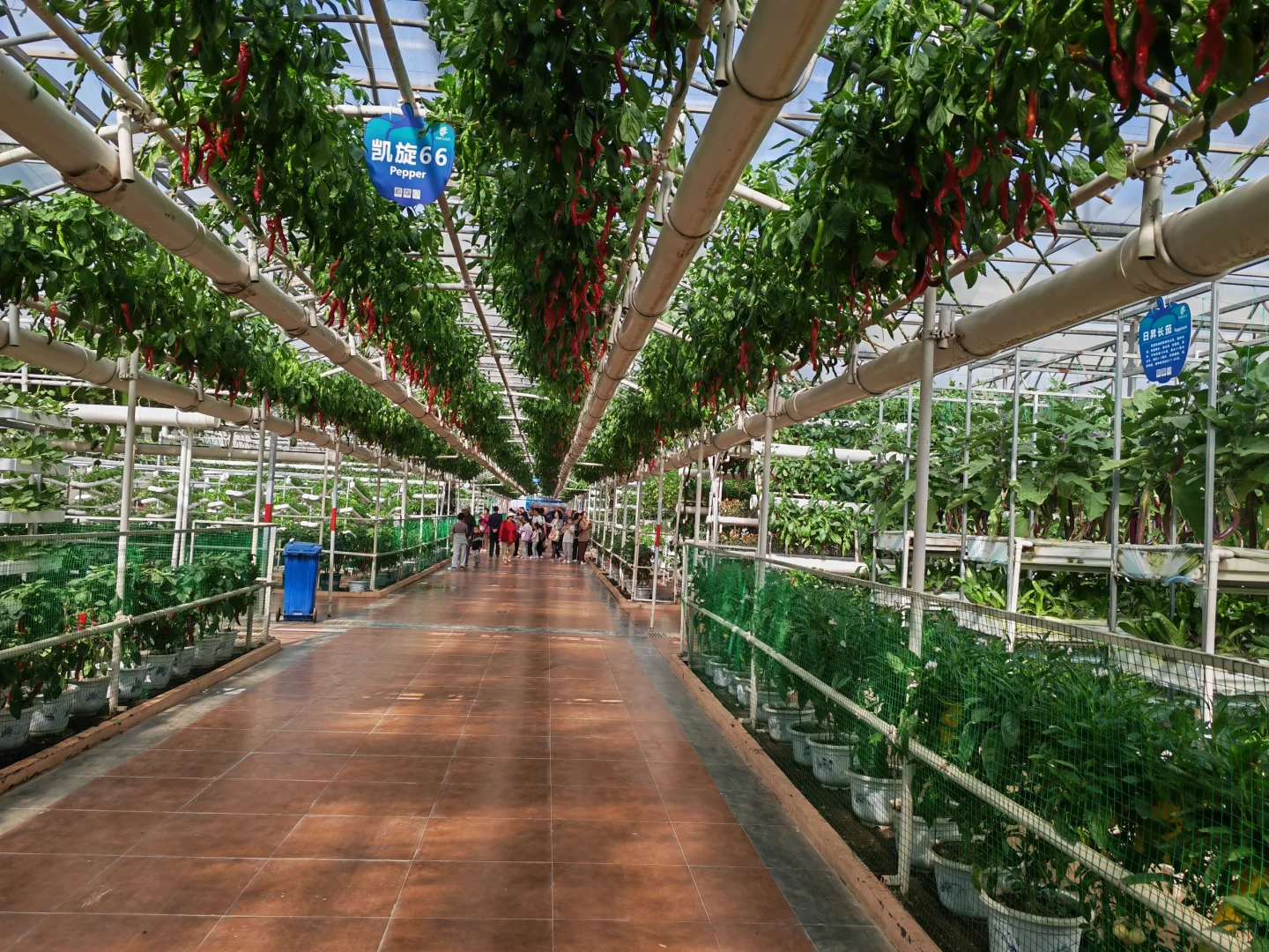 寿光国际蔬菜博览会