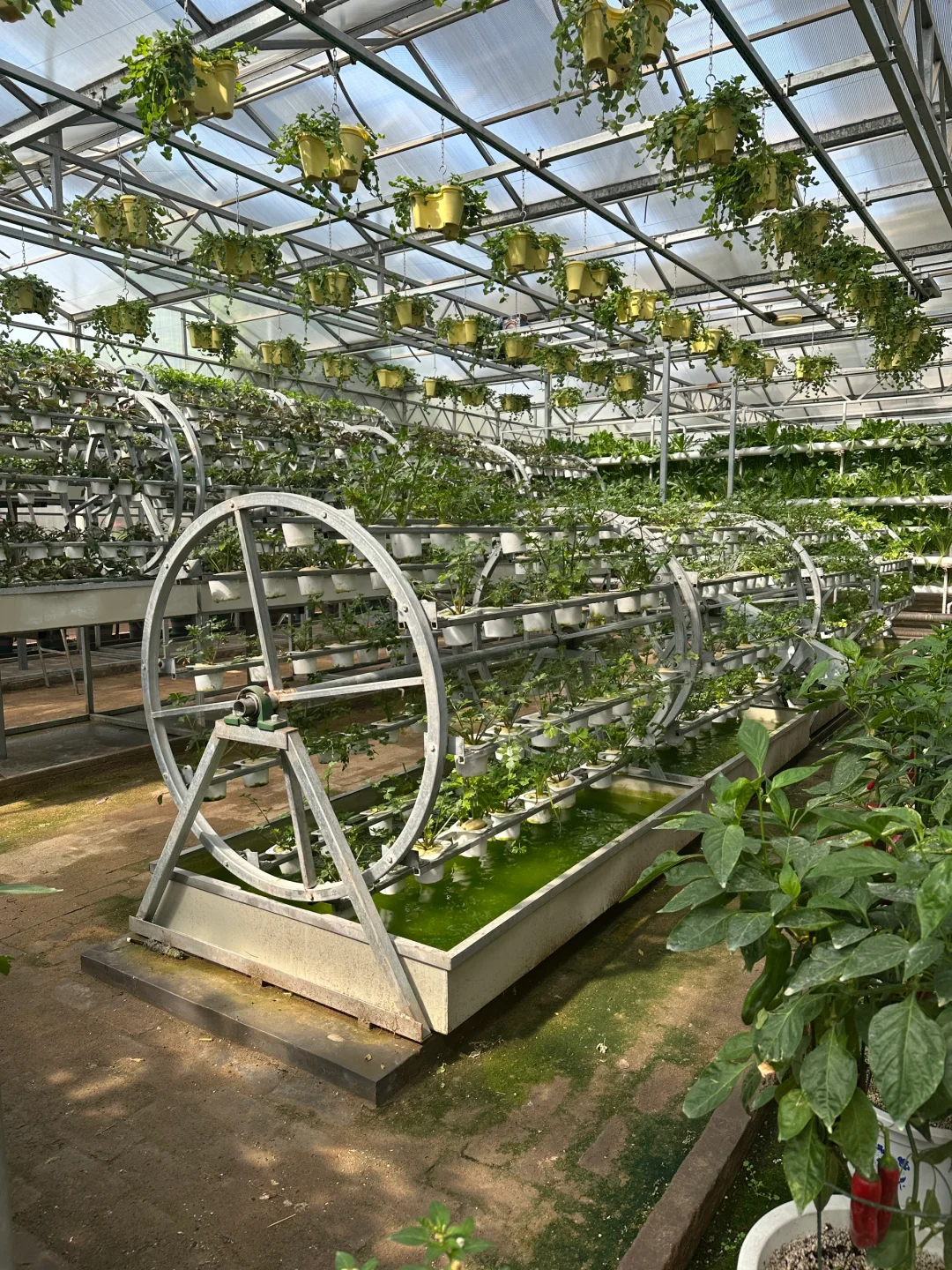 十个勤天你们真的不来寿光菜博会看看么??