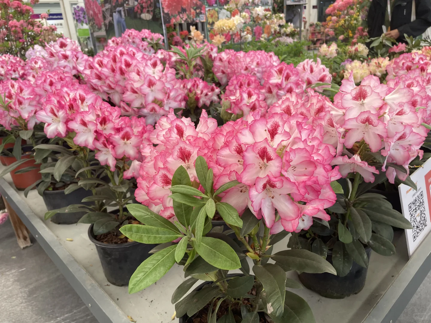 打卡海宁花园大会?