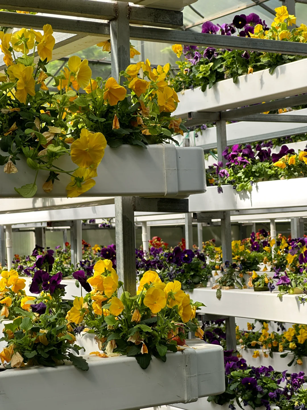 十个勤天你们真的不来寿光菜博会看看么??