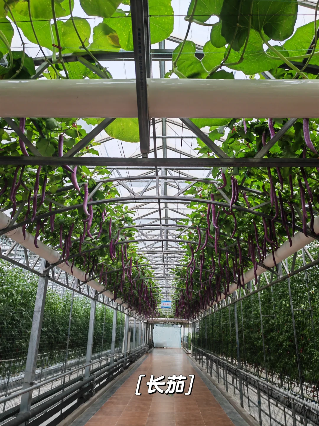 寿光菜博会,我们来啦