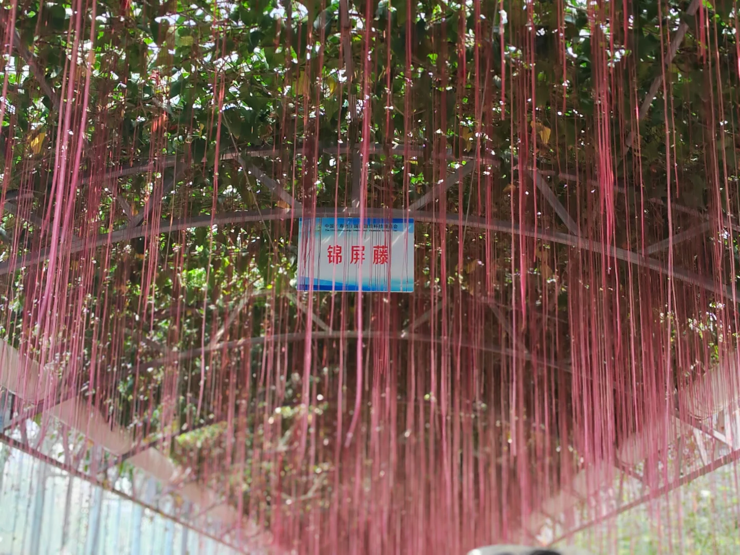 寿光国际蔬菜博览会