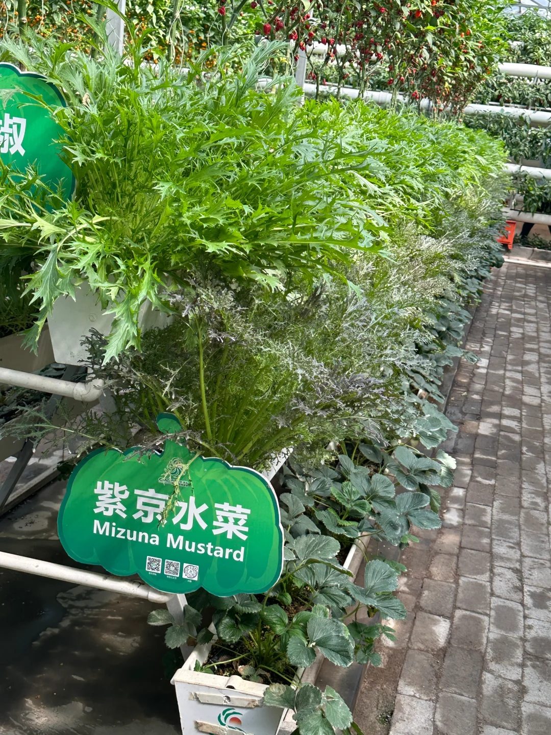 十个勤天你们真的不来寿光菜博会看看么??