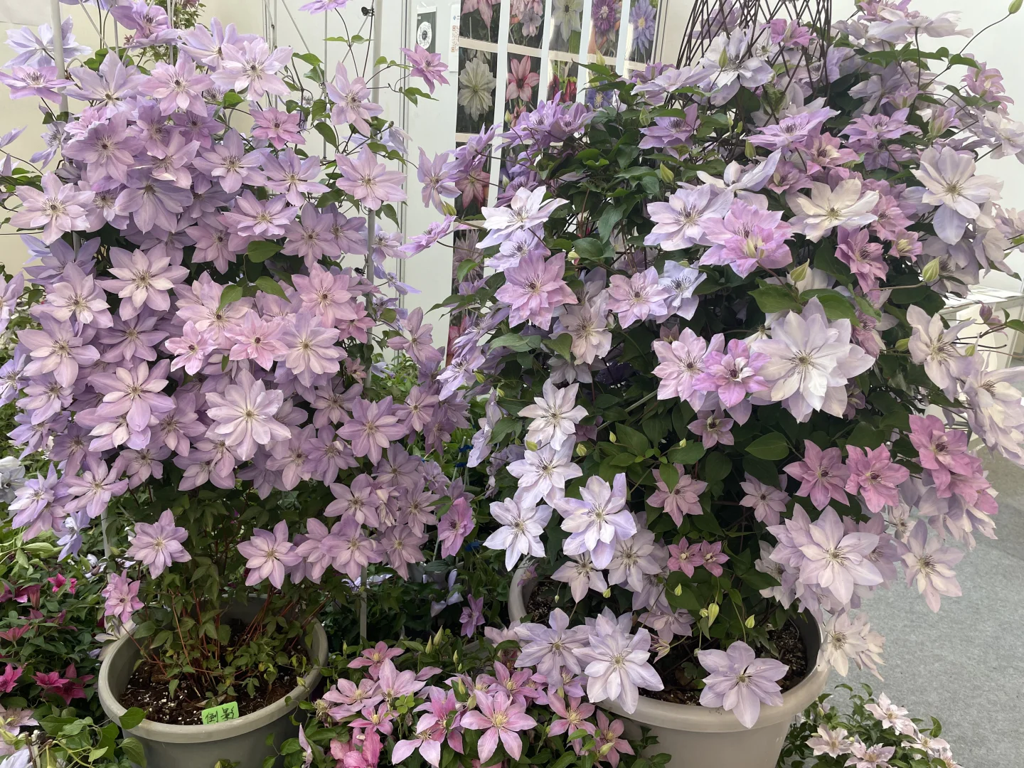 打卡海宁花园大会?