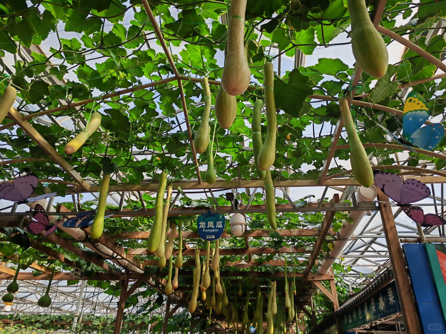 寿光国际蔬菜博览会