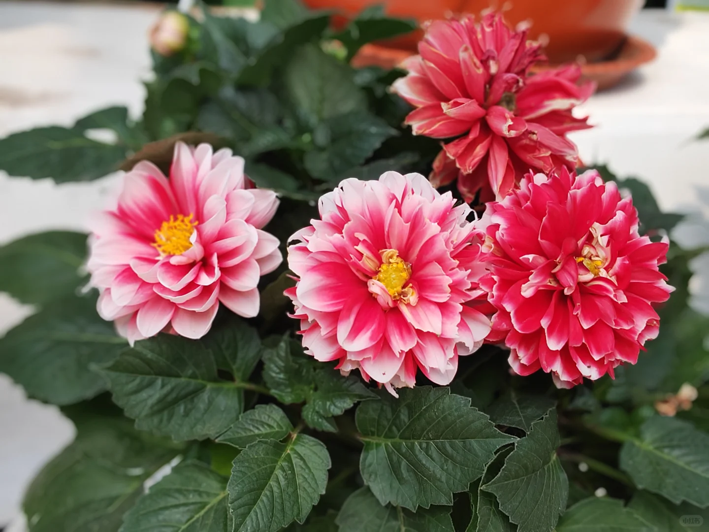 寿光国际蔬菜博览会