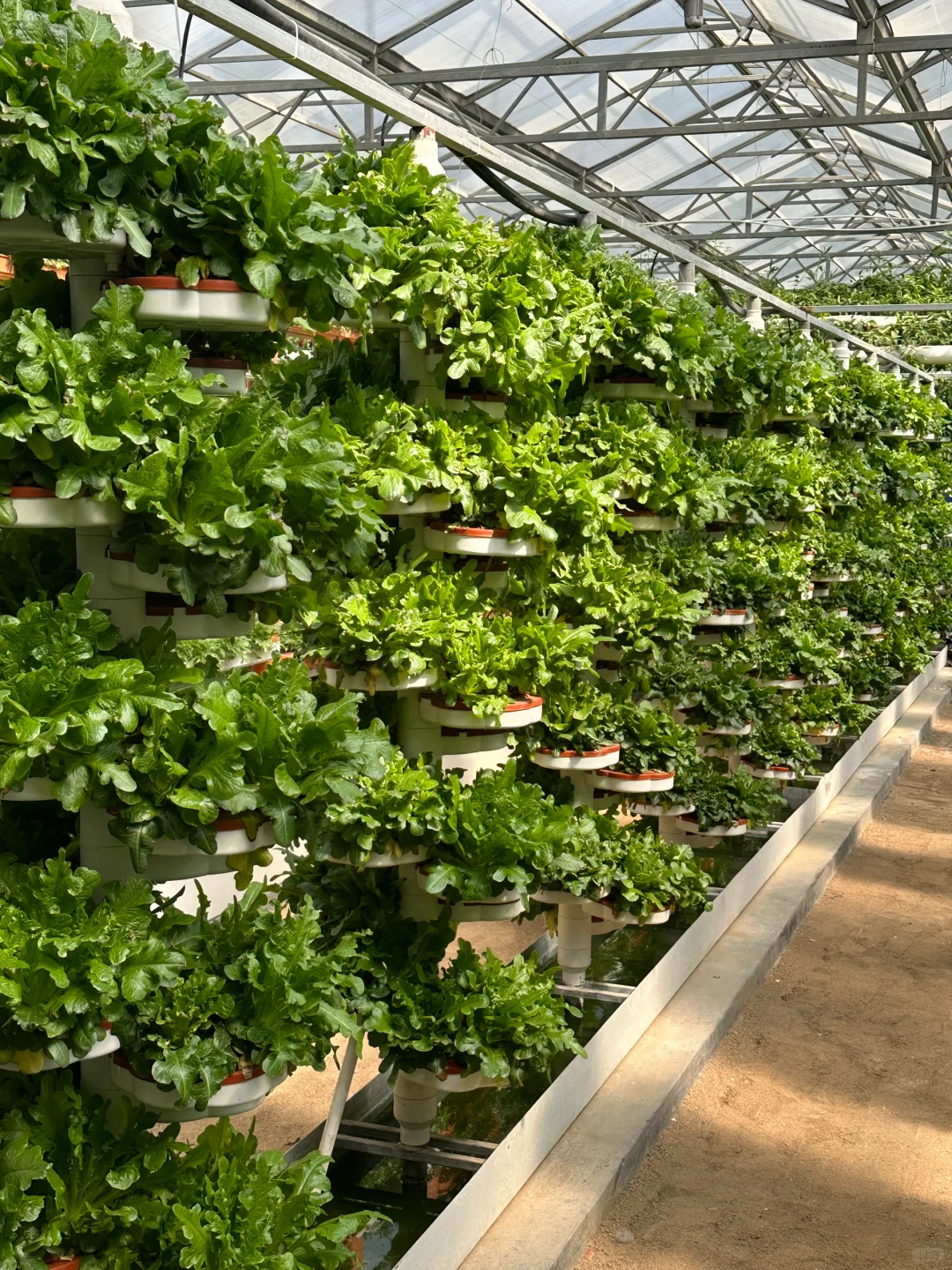 十个勤天你们真的不来寿光菜博会看看么??