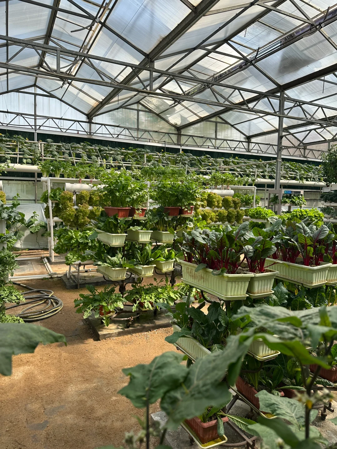 十个勤天你们真的不来寿光菜博会看看么??