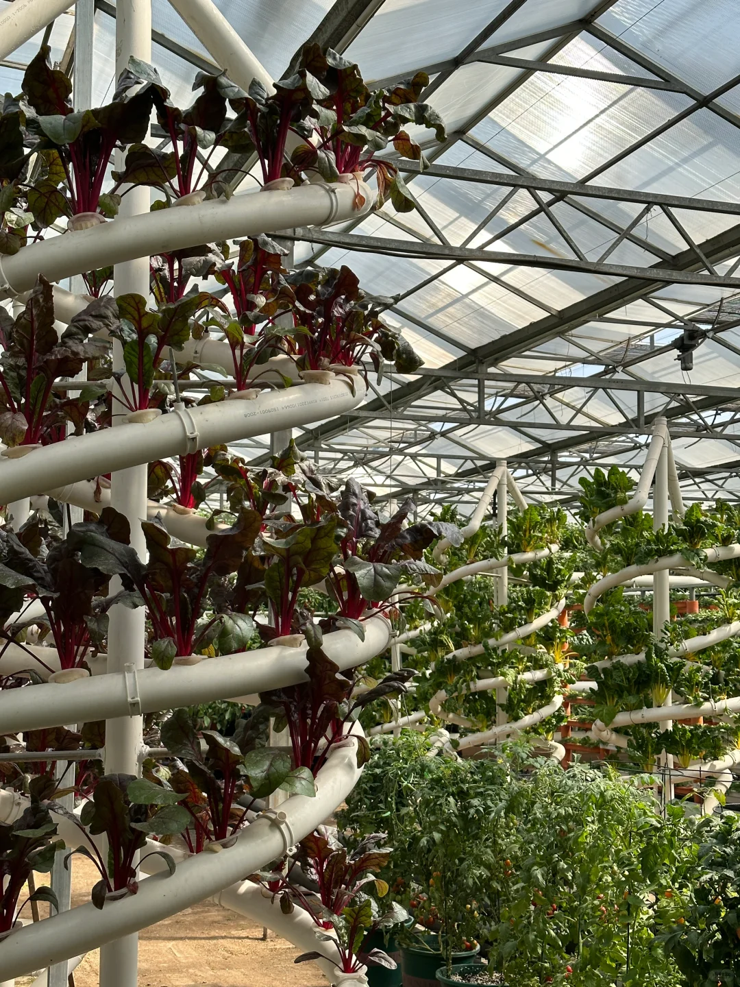 十个勤天你们真的不来寿光菜博会看看么??