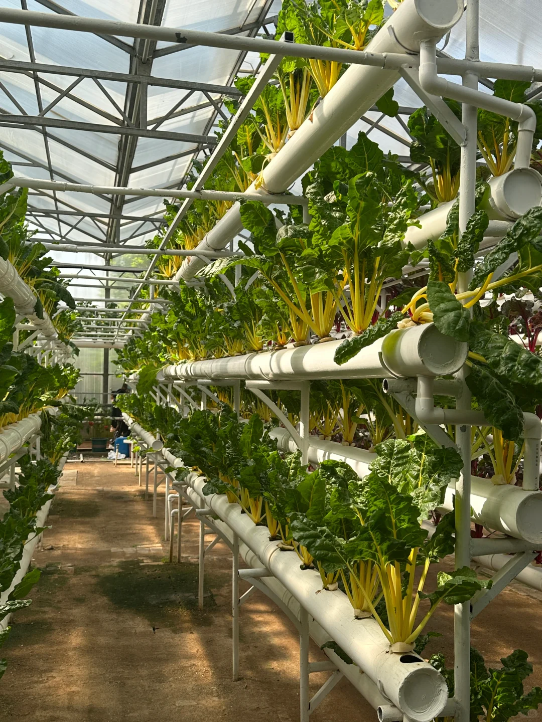 十个勤天你们真的不来寿光菜博会看看么??