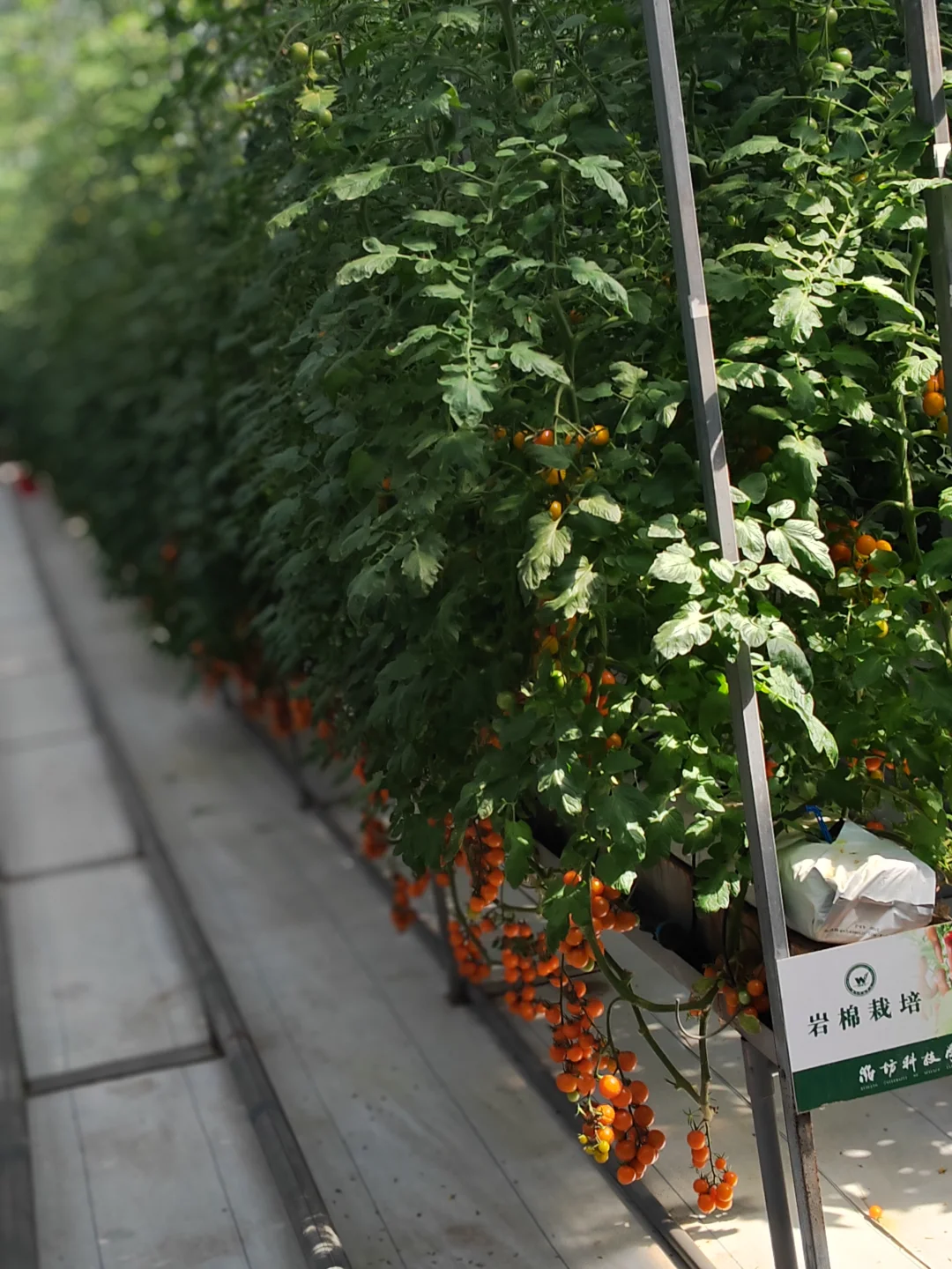 寿光国际蔬菜博览会