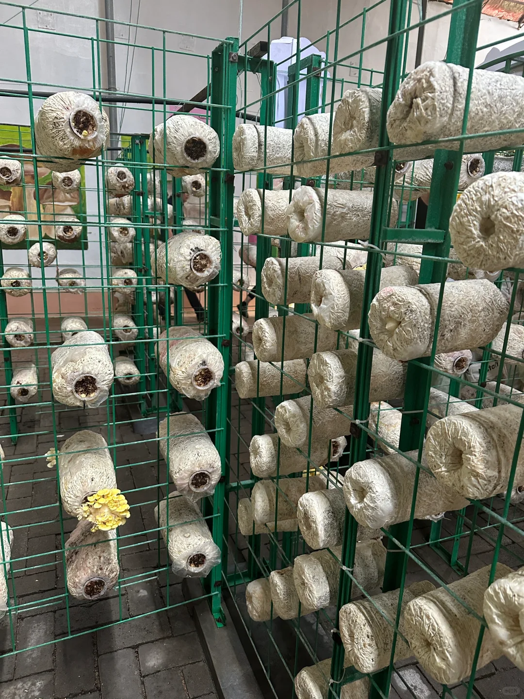 十个勤天你们真的不来寿光菜博会看看么??