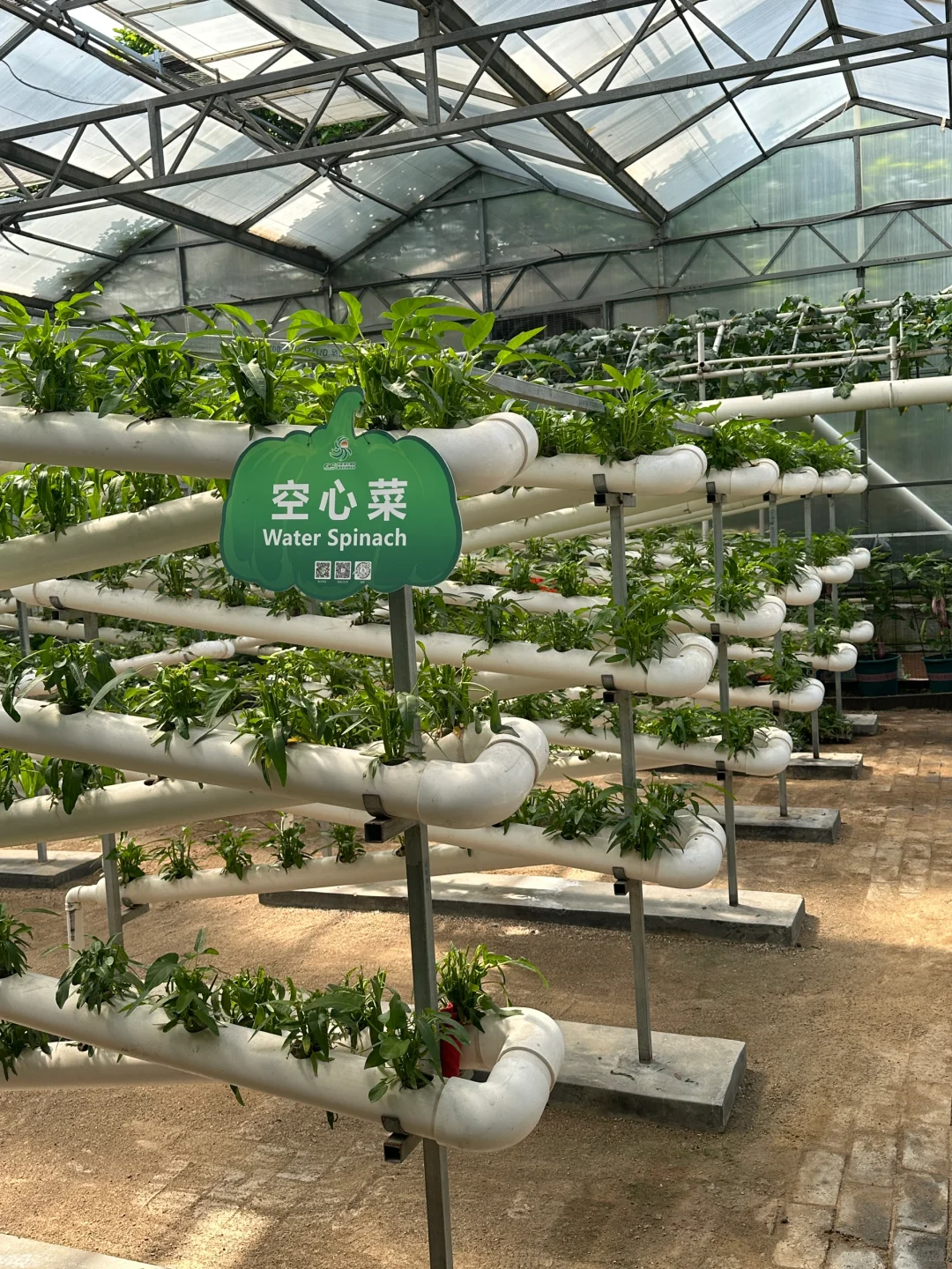 十个勤天你们真的不来寿光菜博会看看么??