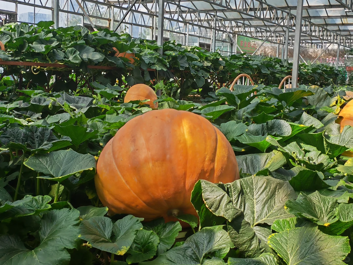 寿光国际蔬菜博览会