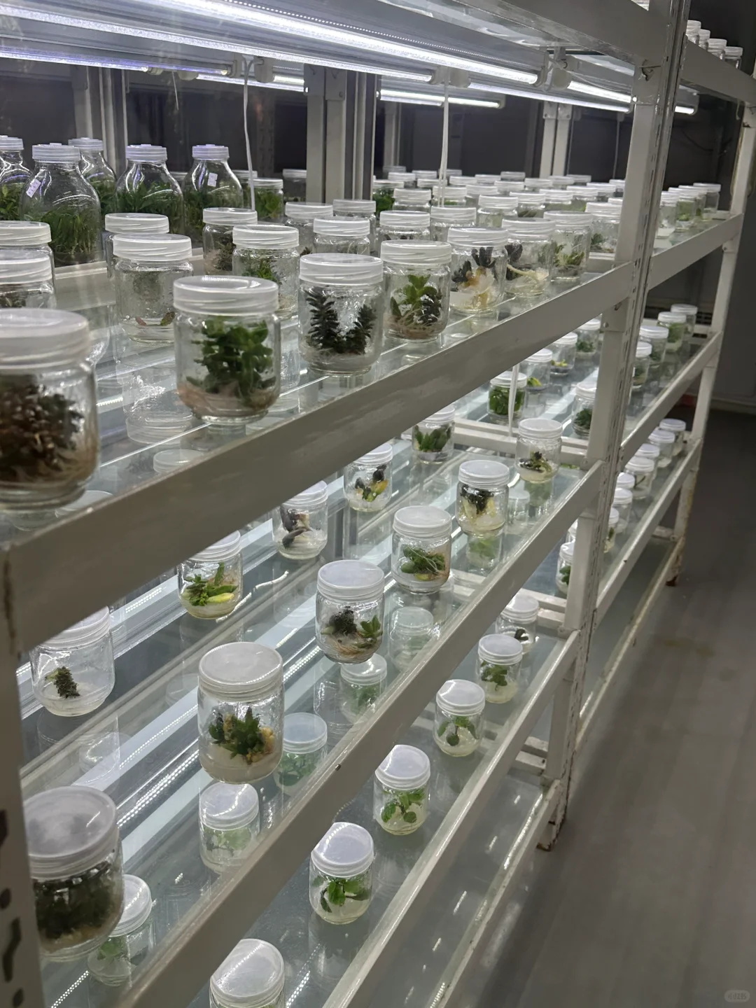 十个勤天你们真的不来寿光菜博会看看么??