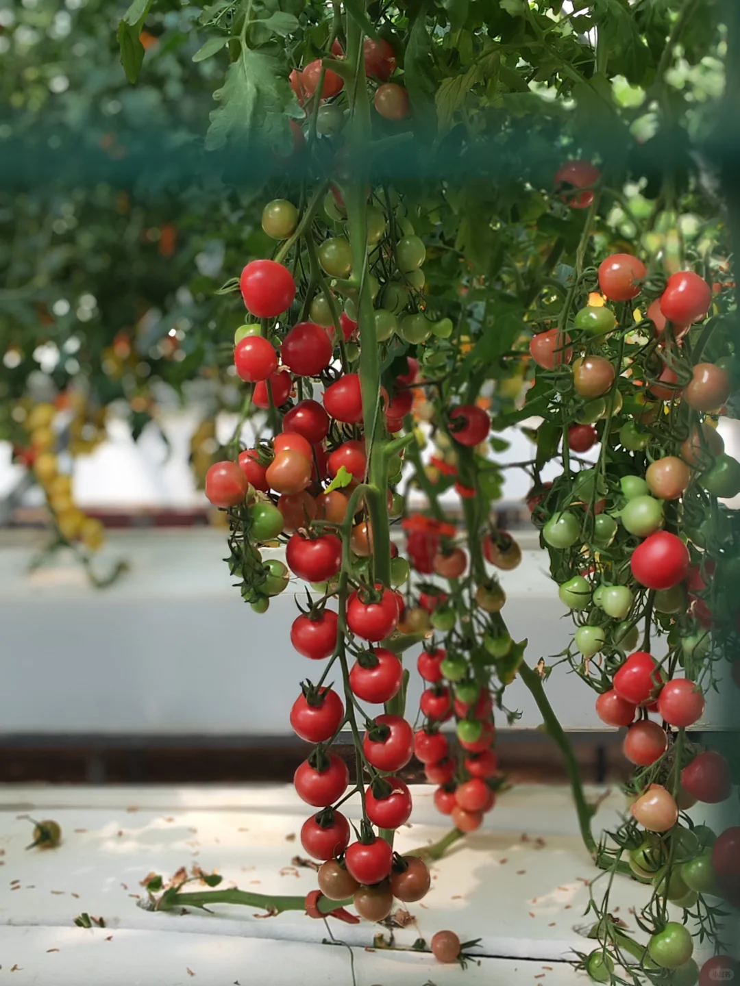 寿光国际蔬菜博览会