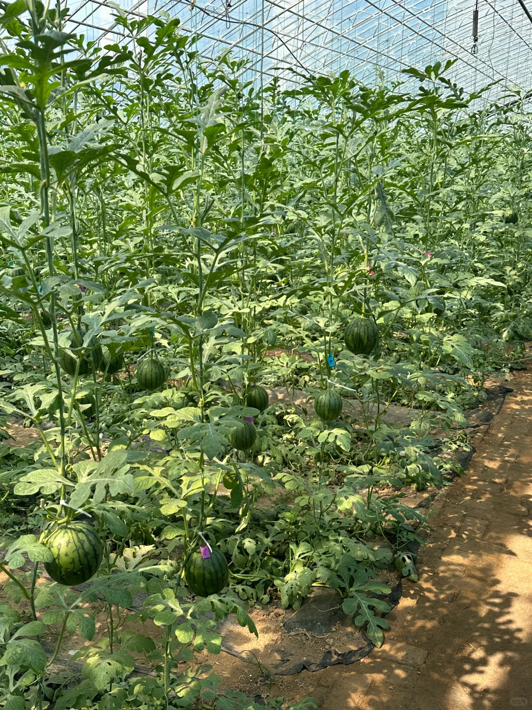 十个勤天你们真的不来寿光菜博会看看么??