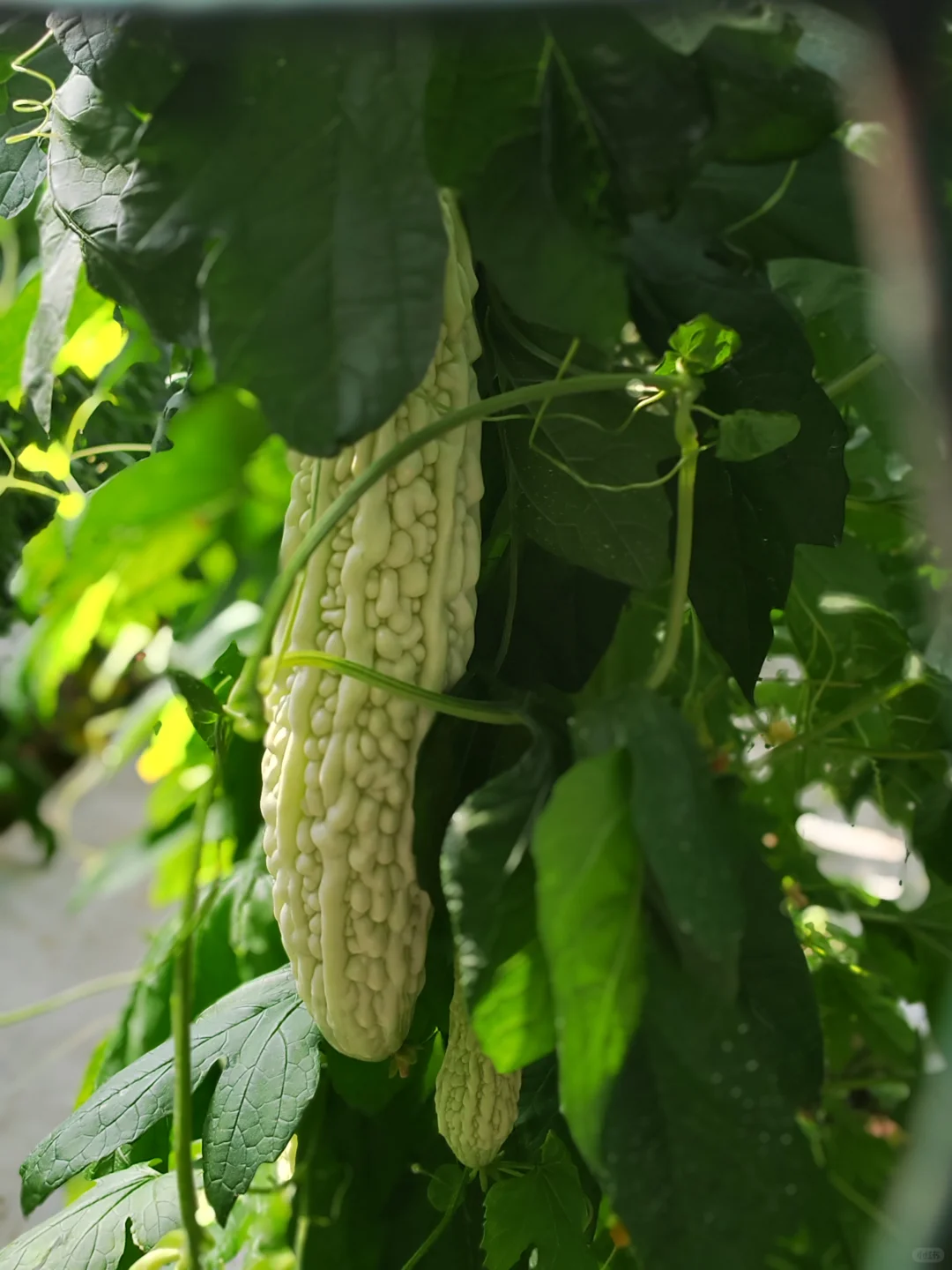 寿光国际蔬菜博览会