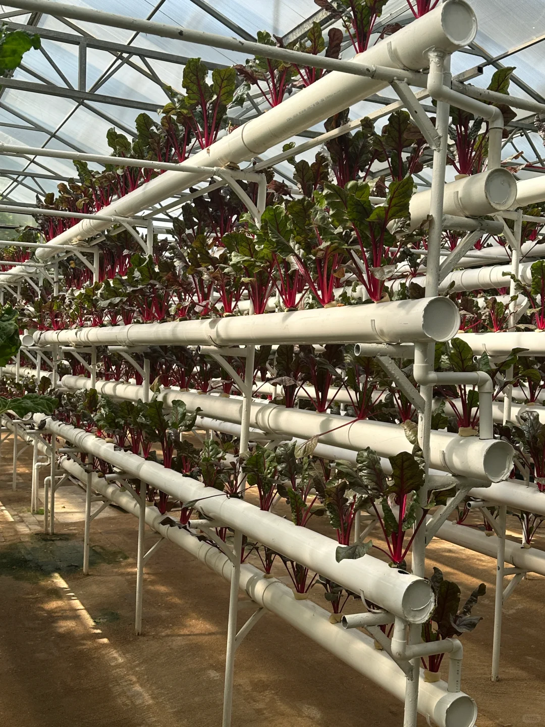 十个勤天你们真的不来寿光菜博会看看么??