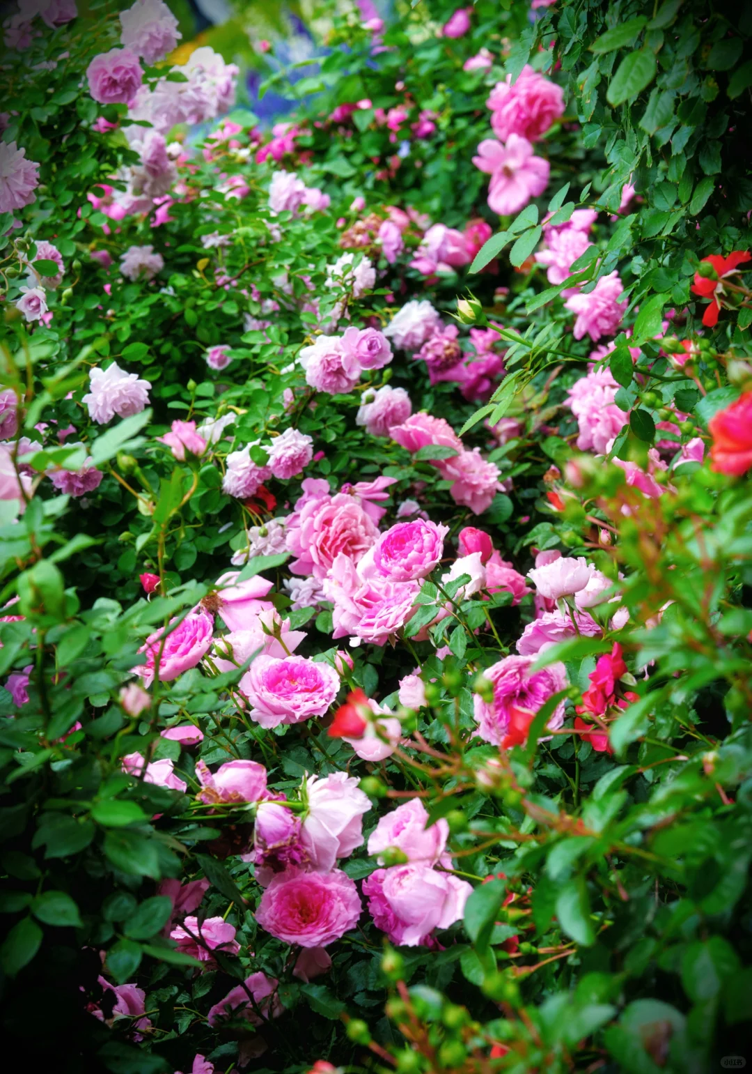 今天六点的沙湖公园