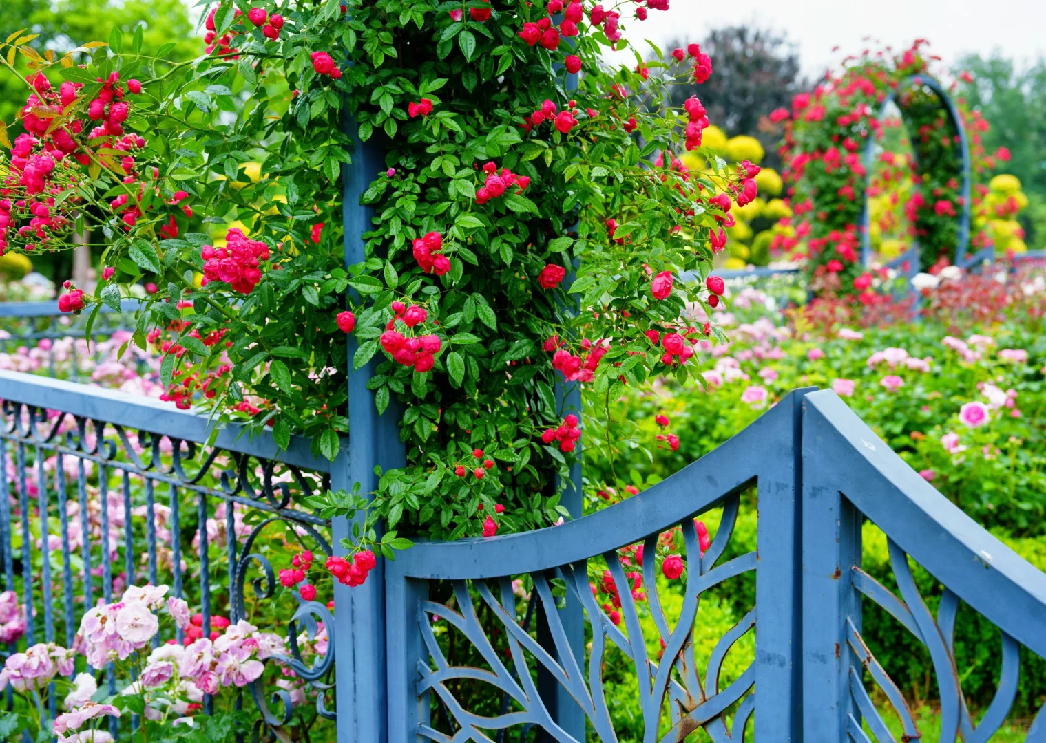 今天六点的沙湖公园